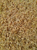 پودر جوانه گندم دکتر بیز